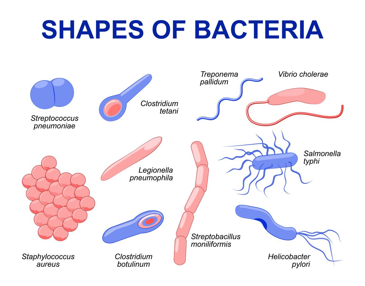 http://medicinsk.net/wp-content/uploads/2020/11/1200-94798069-shapes-of-bacteria.jpg