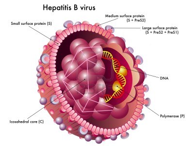Hepatit B: orsaker, symtom och behandling