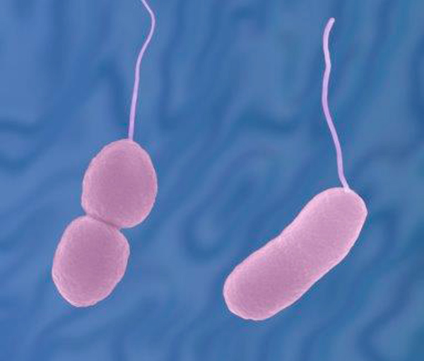 Vad är Vibrio parahaemolyticus