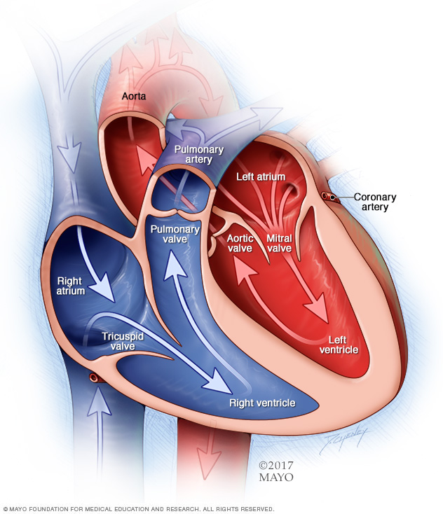 Hjärtkamrar och ventiler