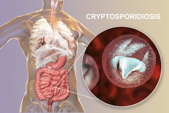 Cryptosporidium-infektion: symtom och behandling