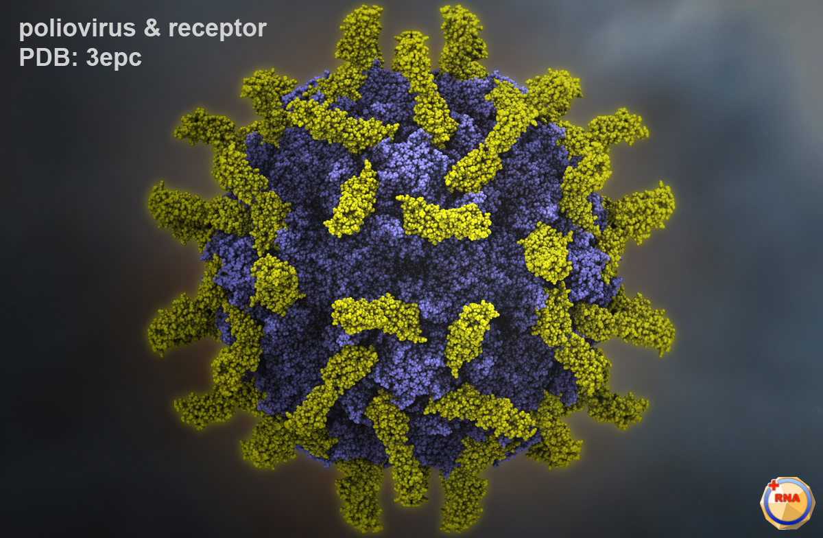 http://medicinsk.net/wp-content/uploads/2020/12/p1m_poliovirus-receptor.jpg