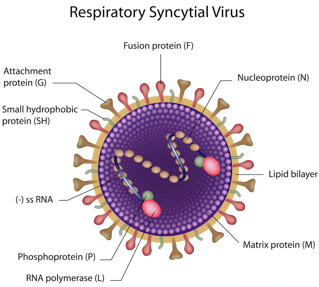 Respiratory syncytial virus (RSV)