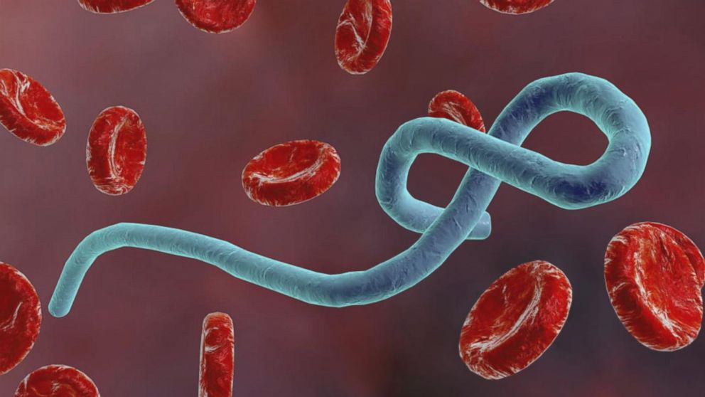 Ebolavirus och Marburg-virus