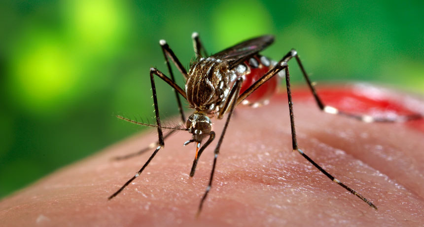 Zika-virus: symptom, orsaker och behandling