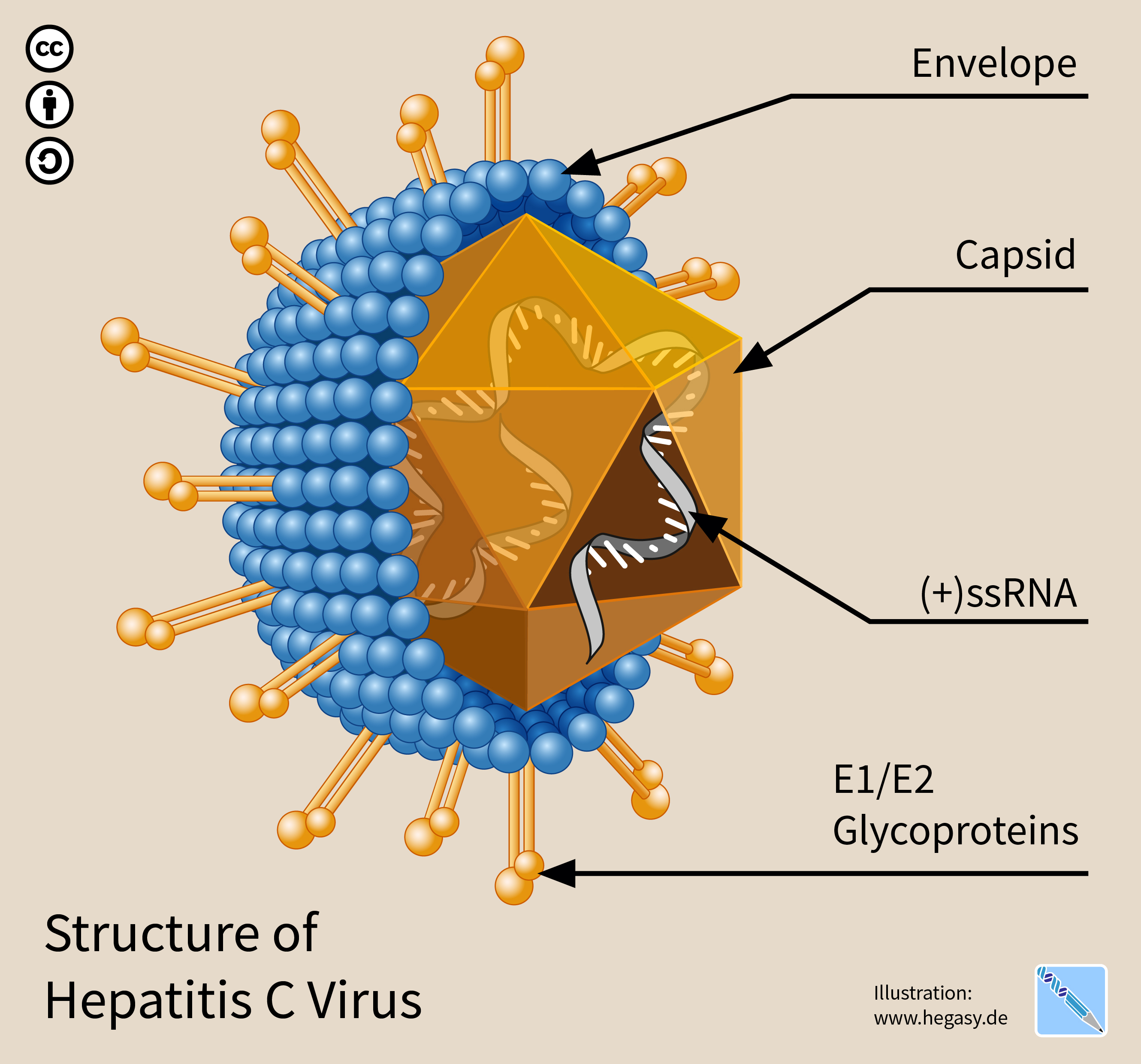 Struktur av hepatit C-virus