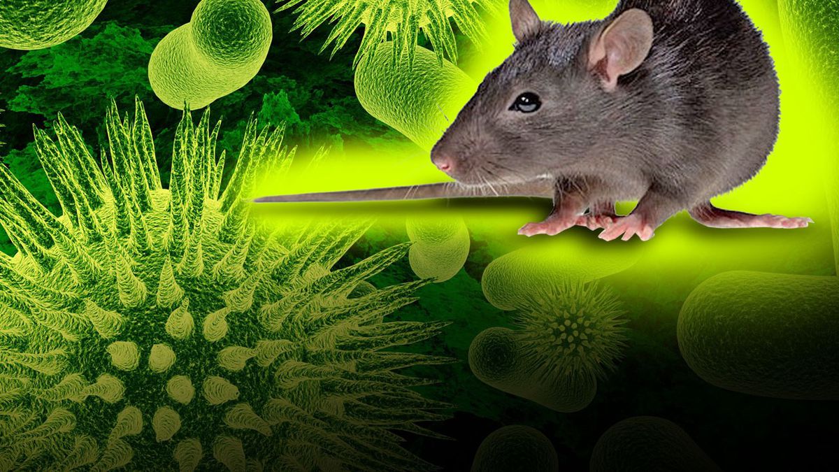 Råtta infekterad med Hantavirus