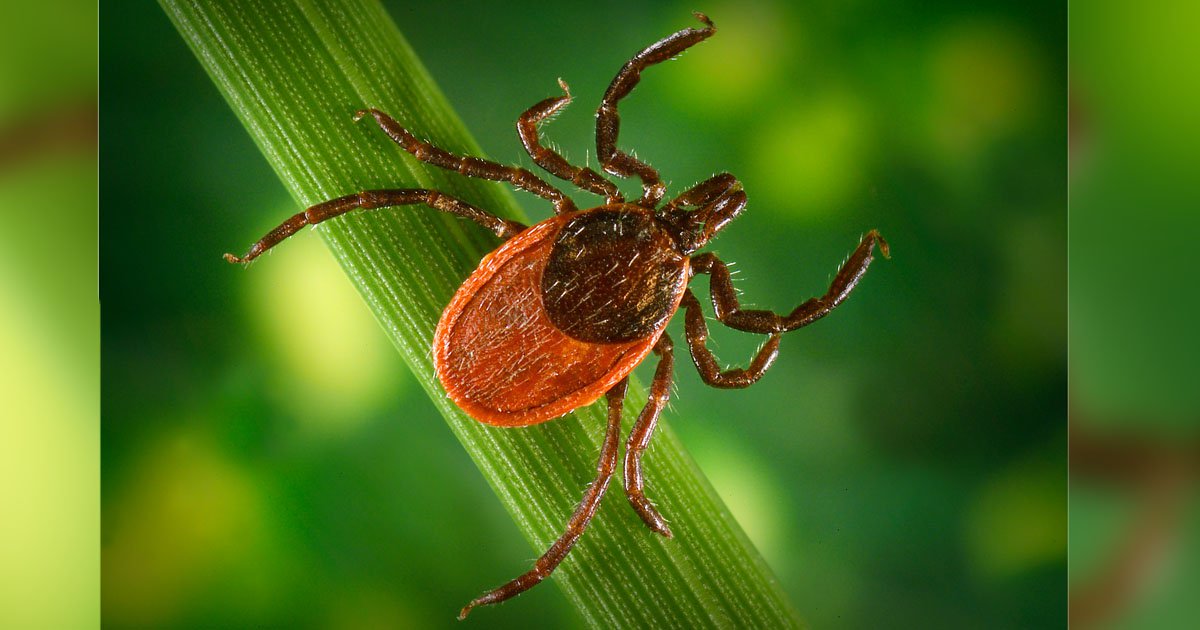 500 000 amerikaner smittas med Lyme-sjukdomen varje år